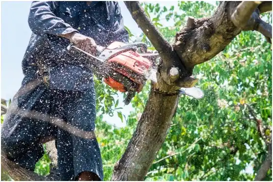 tree services Roanoke